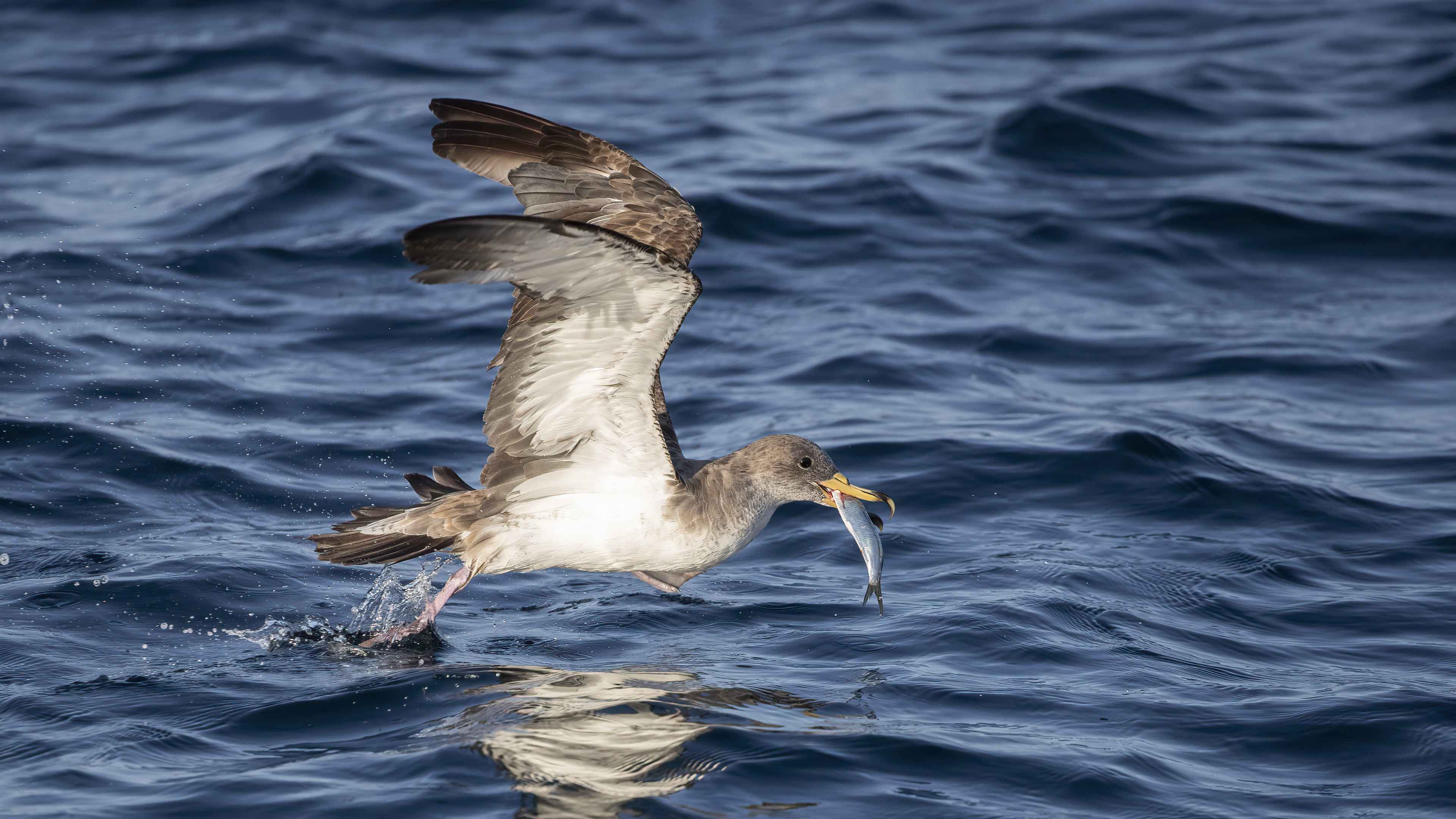 Cory's Shearwater